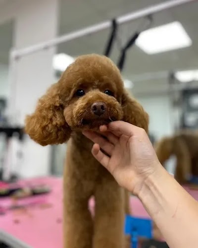 Grooming Van Image