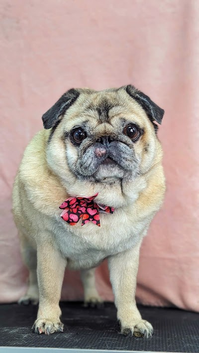 Grooming Van Image