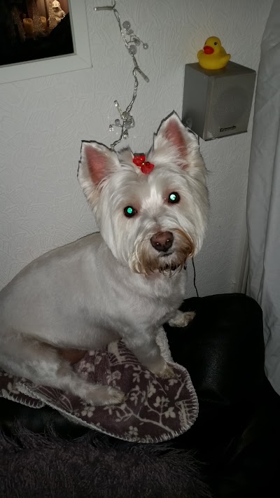 Grooming Van Image