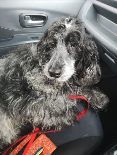 Grooming Van Image