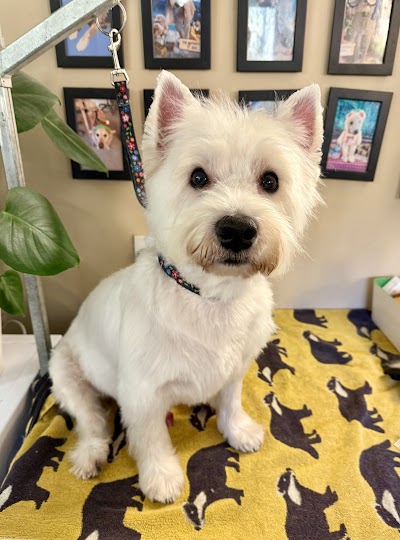 Grooming Van Image