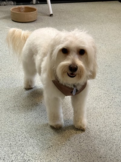 Hair & Hounds Dog Grooming