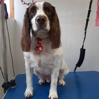 Grooming Van Image