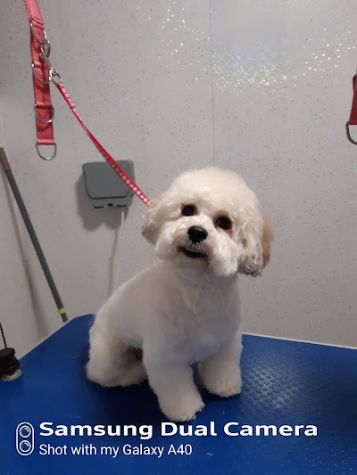 Grooming Van Image