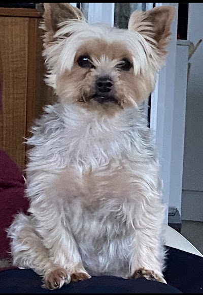 Grooming Van Image