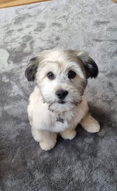 Grooming Van Image