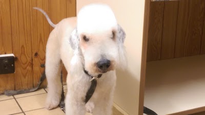 Grooming Van Image