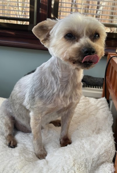 Grooming Van Image