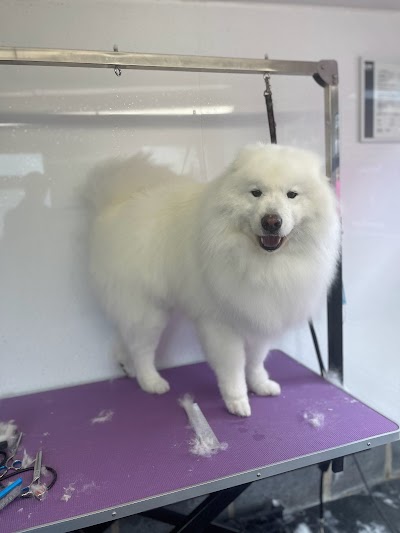 Grooming Van Image