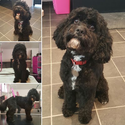 Grooming Van Image