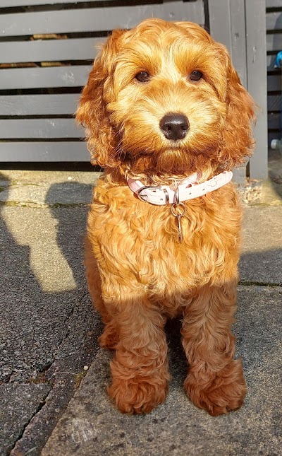 Grooming Van Image