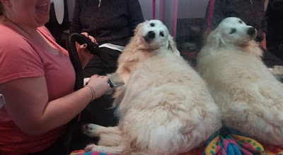 Grooming Van Image