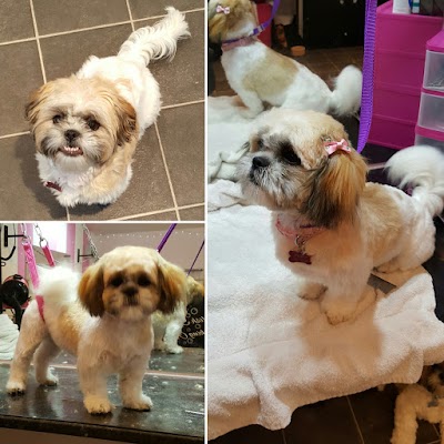 Grooming Van Image