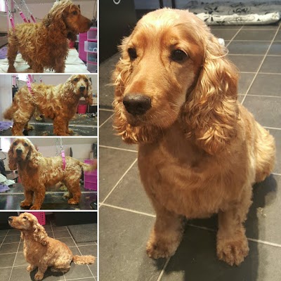 Grooming Van Image