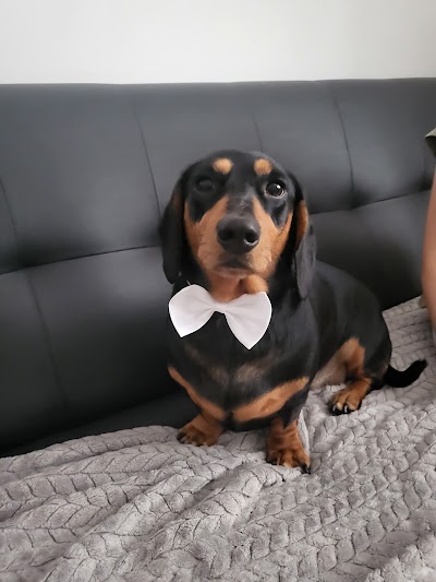 Grooming Van Image