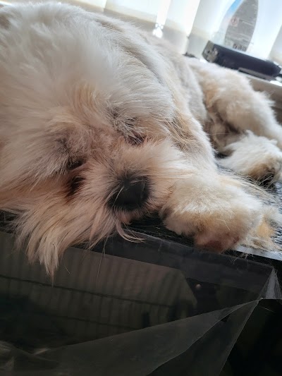 Grooming Van Image