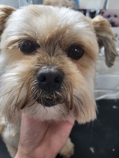 Grooming Van Image