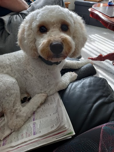 M&M Dog Grooming
