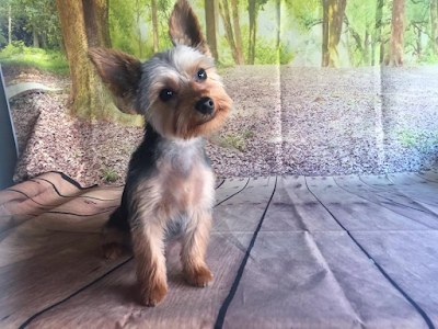Grooming Van Image