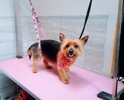 Grooming Van Image