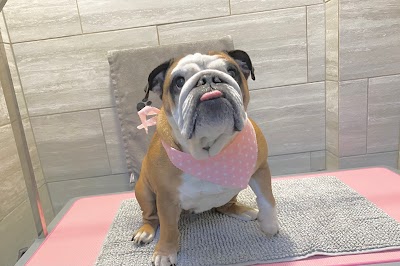 Grooming Van Image