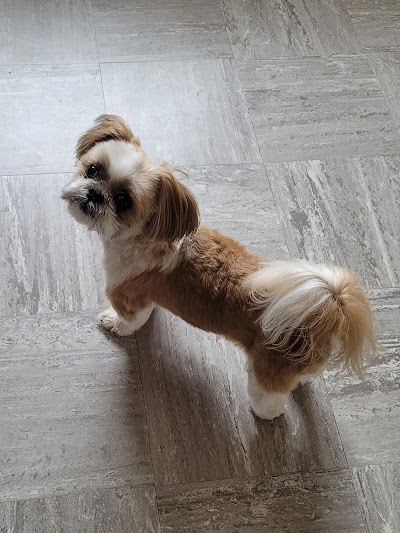 Grooming Van Image