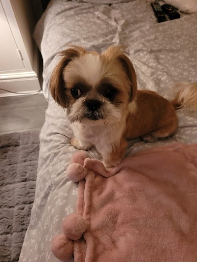 Grooming Van Image