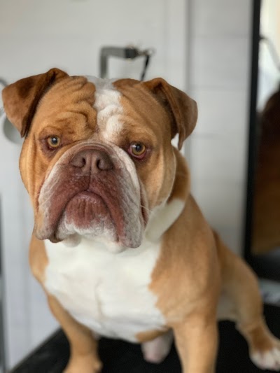 Grooming Van Image