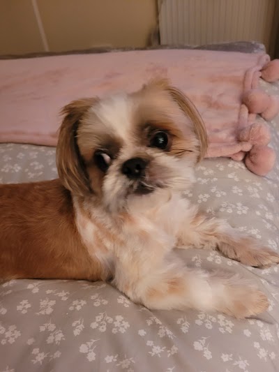 Grooming Van Image