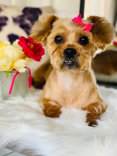 Mitzis Dog Grooming