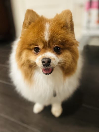 Grooming Van Image