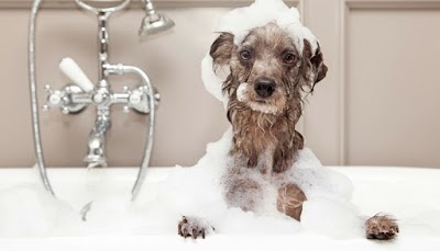 Grooming Van Image