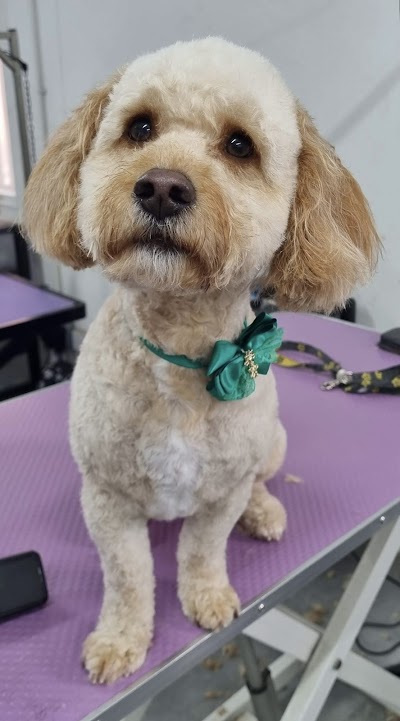 Mrs B's Dog Grooming and Dog Grooming Academy
