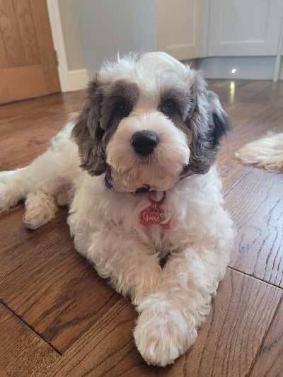 Grooming Van Image