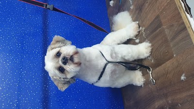 Grooming Van Image