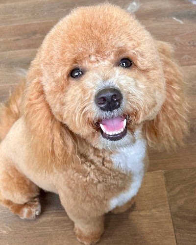 Grooming Van Image