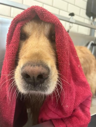 Grooming Van Image
