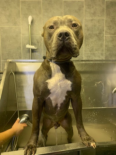 Grooming Van Image