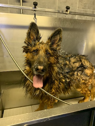 Grooming Van Image