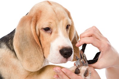 Grooming Van Image