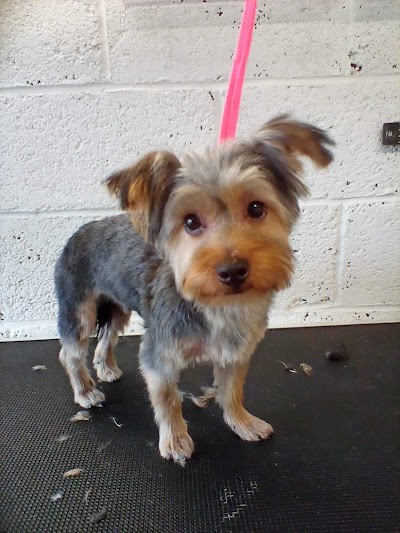Grooming Van Image
