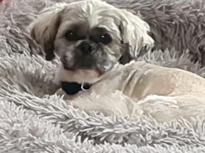 Grooming Van Image