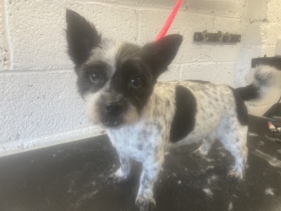 Grooming Van Image
