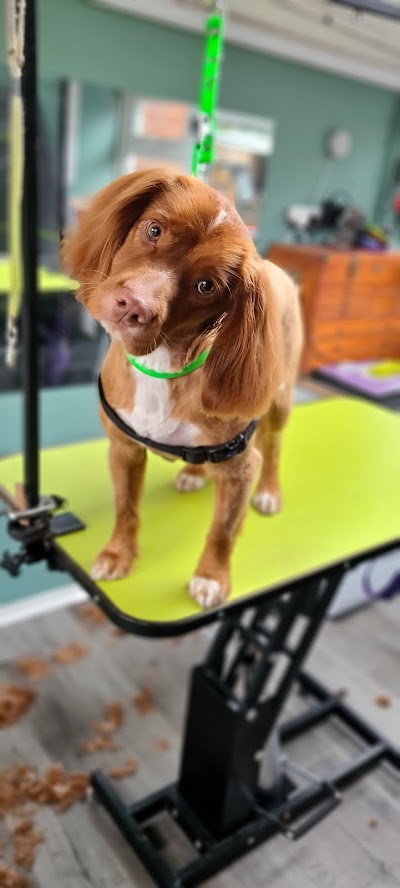 Grooming Van Image