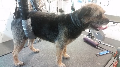 Grooming Van Image