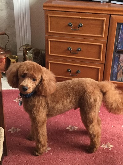 Grooming Van Image