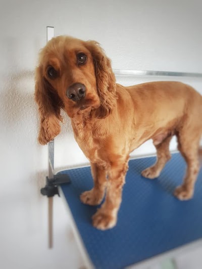 Grooming Van Image