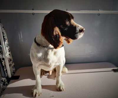 Grooming Van Image