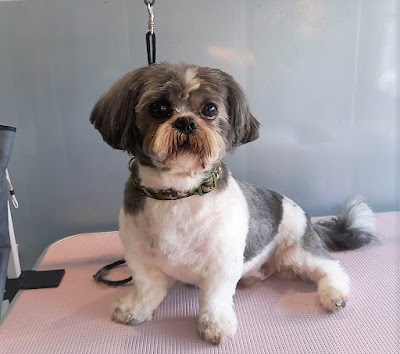 Grooming Van Image