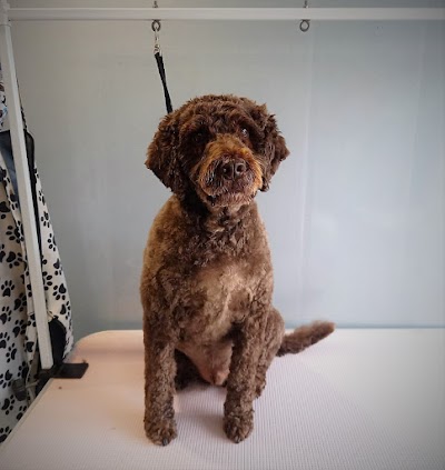 Grooming Van Image